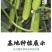 黄瓜苗旱黄瓜苗水果黄瓜苗/蔬菜苗/各种黄瓜苗