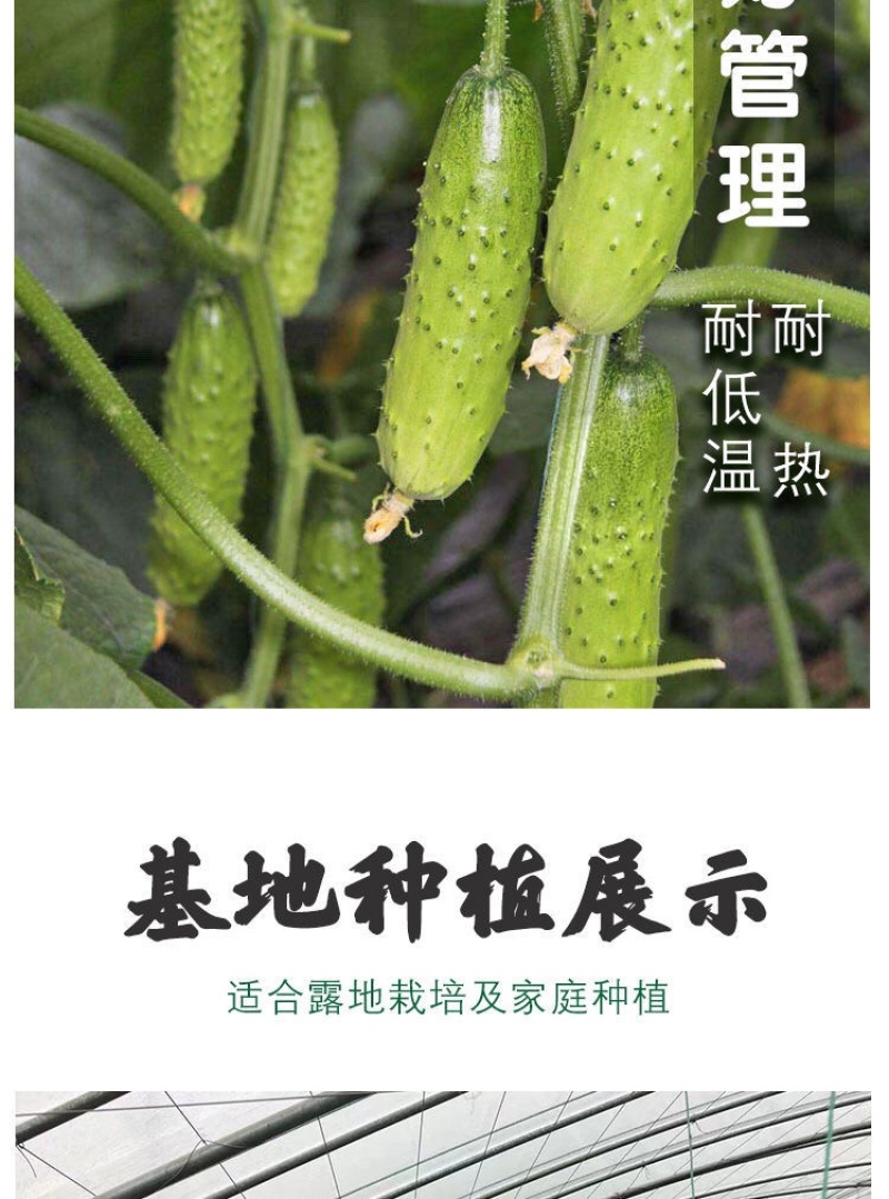 黄瓜苗旱黄瓜苗水果黄瓜苗/蔬菜苗/各种黄瓜苗