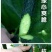 黄瓜苗旱黄瓜苗水果黄瓜苗/蔬菜苗/各种黄瓜苗