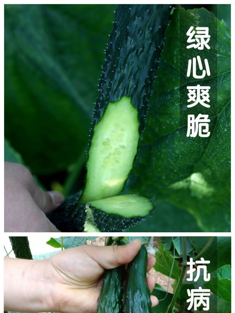 黄瓜苗旱黄瓜苗水果黄瓜苗/蔬菜苗/各种黄瓜苗