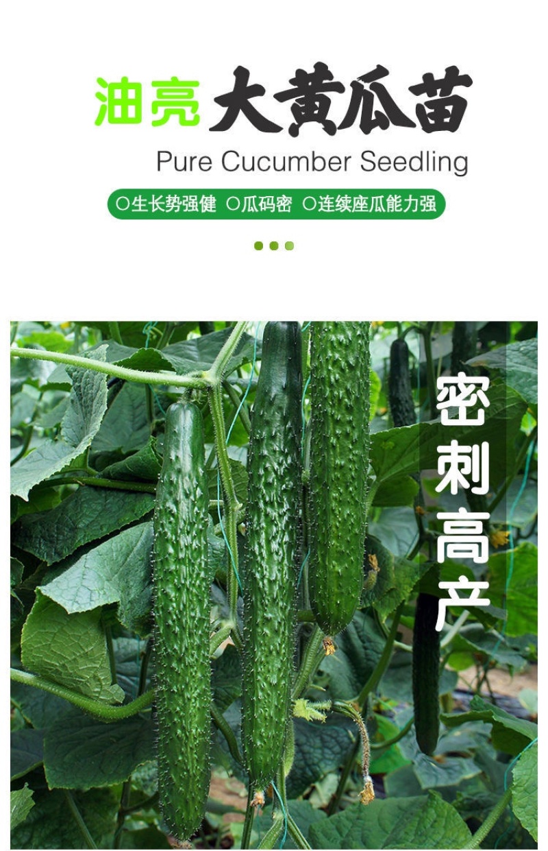 黄瓜苗旱黄瓜苗水果黄瓜苗/蔬菜苗/各种黄瓜苗