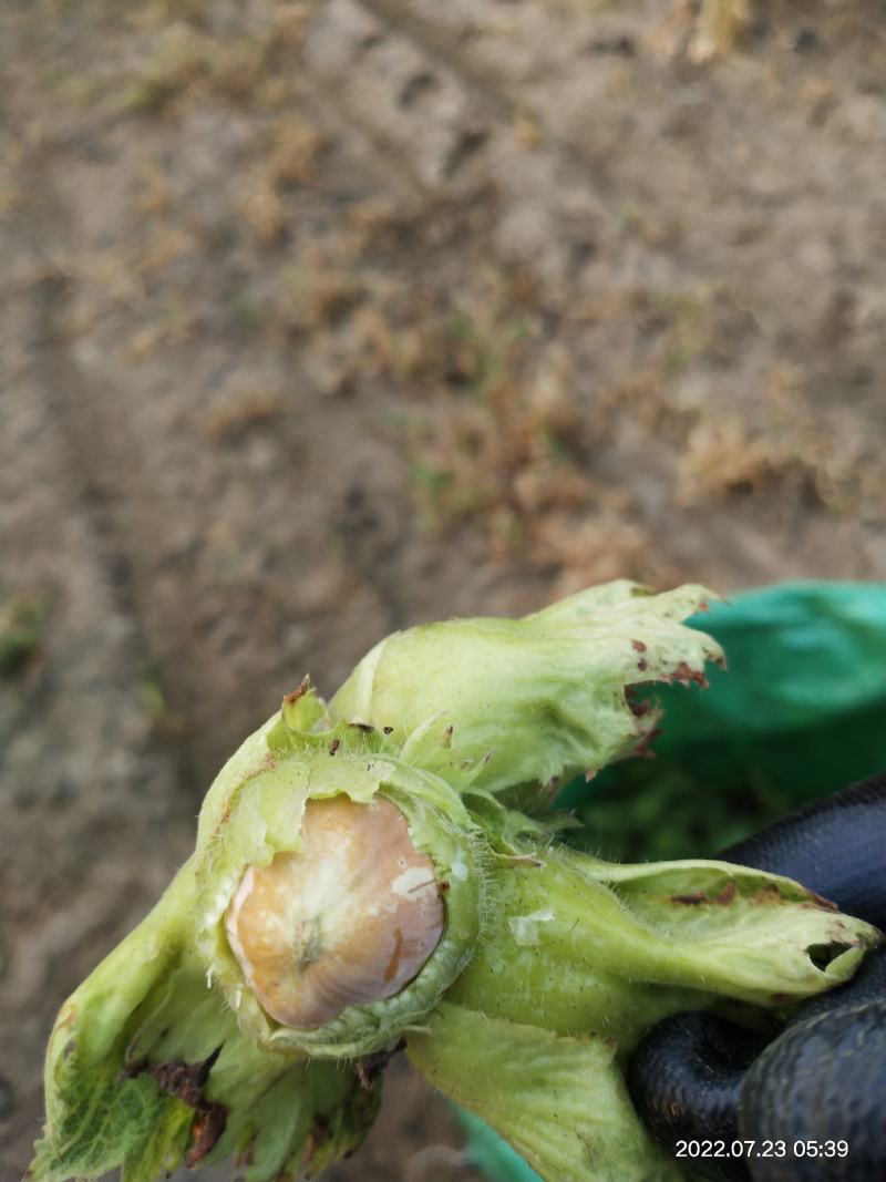 达维玉坠110