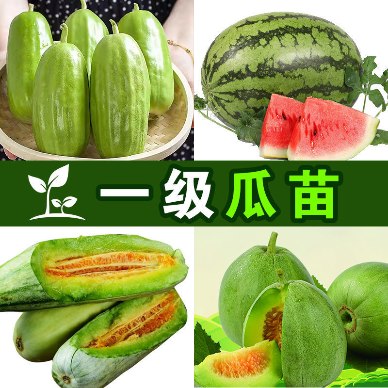 羊角蜜苗脆瓜苗绿宝苗西瓜苗/种苗/瓜苗