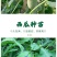 羊角蜜苗脆瓜苗绿宝苗西瓜苗/种苗/瓜苗