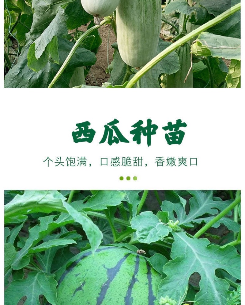 羊角蜜苗脆瓜苗绿宝苗西瓜苗/种苗/瓜苗