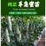 羊角蜜苗脆瓜苗绿宝苗西瓜苗/种苗/瓜苗
