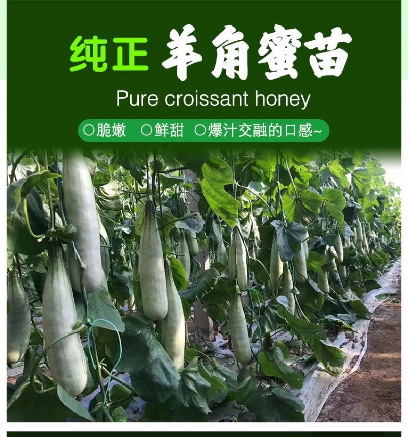 羊角蜜苗脆瓜苗绿宝苗西瓜苗/种苗/瓜苗