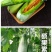羊角蜜苗脆瓜苗绿宝苗西瓜苗/种苗/瓜苗