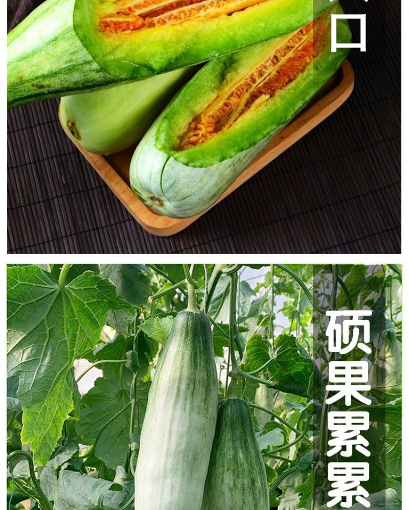 羊角蜜苗脆瓜苗绿宝苗西瓜苗/种苗/瓜苗