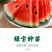 羊角蜜苗脆瓜苗绿宝苗西瓜苗/种苗/瓜苗
