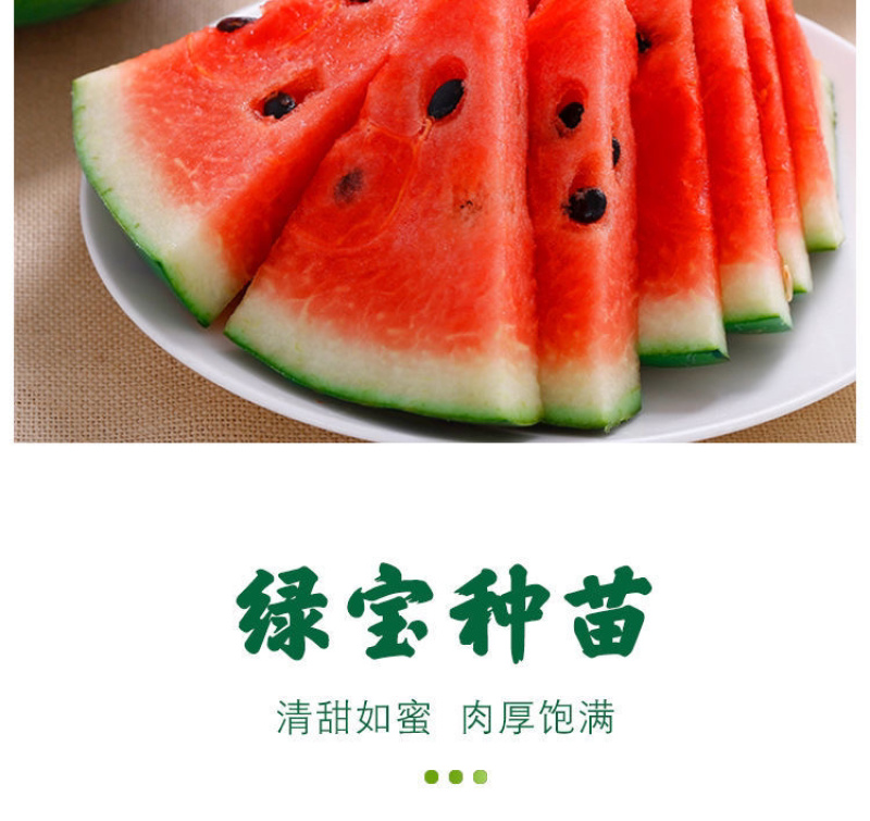 羊角蜜苗脆瓜苗绿宝苗西瓜苗/种苗/瓜苗