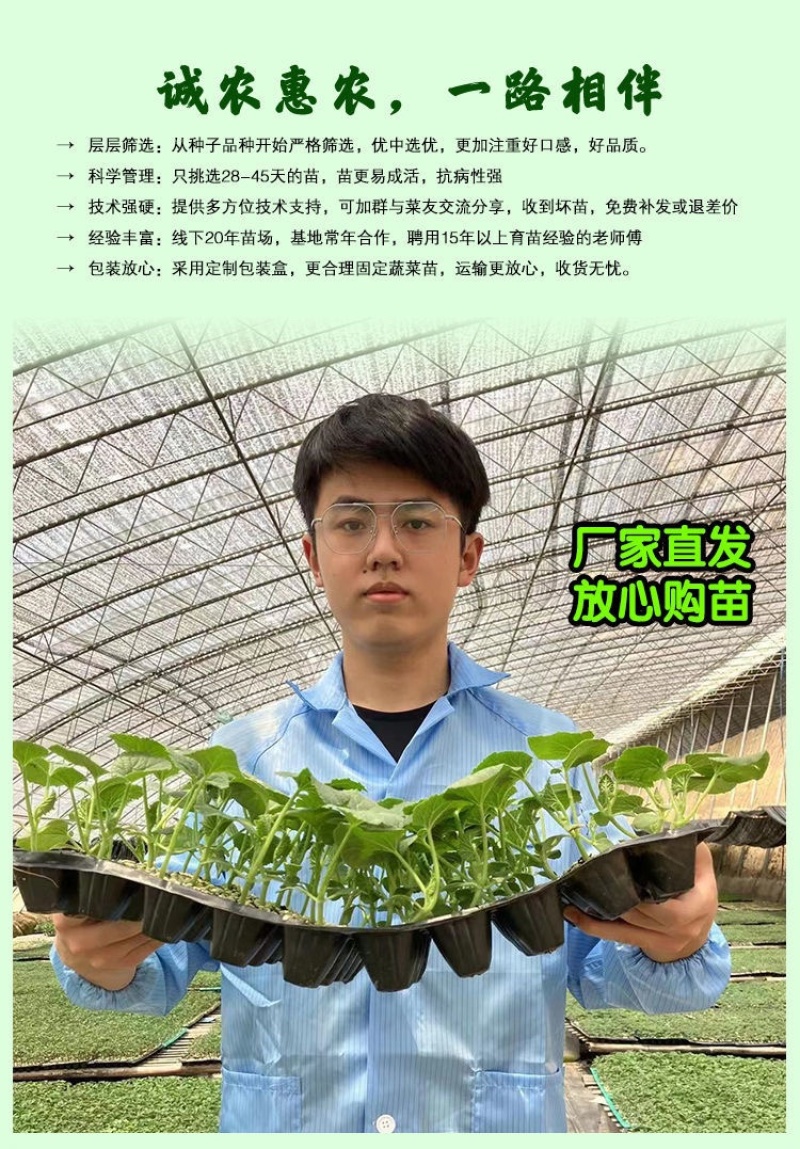 羊角蜜苗脆瓜苗绿宝苗西瓜苗/种苗/瓜苗