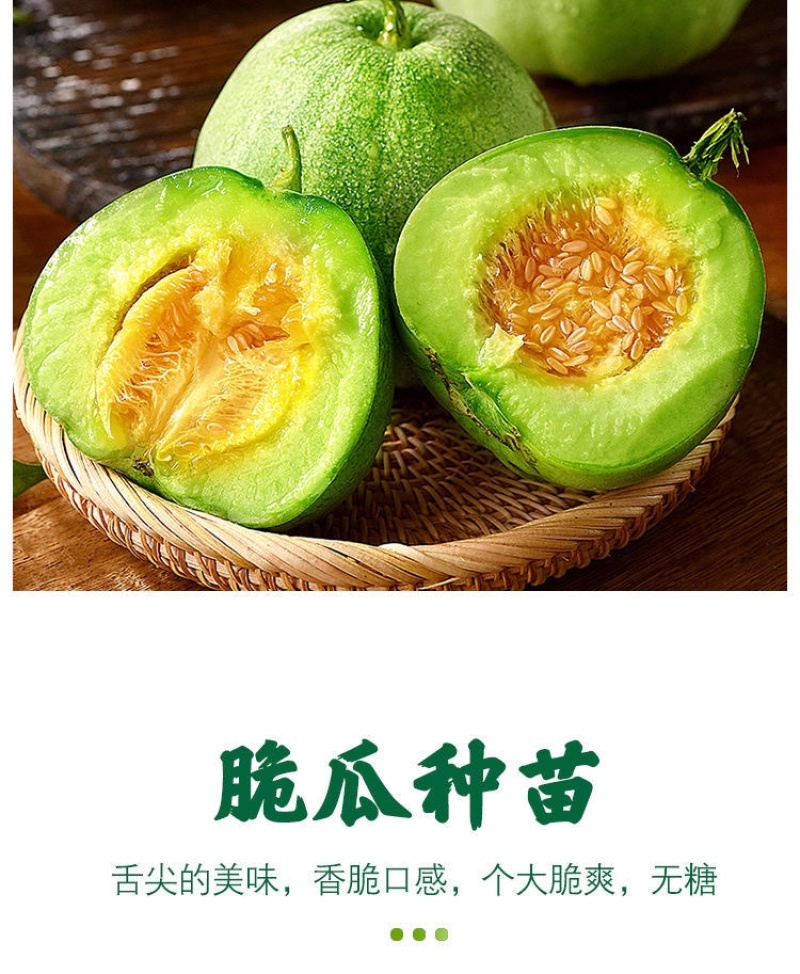 羊角蜜苗脆瓜苗绿宝苗西瓜苗/种苗/瓜苗