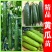 羊角蜜苗脆瓜苗绿宝苗西瓜苗/种苗/瓜苗