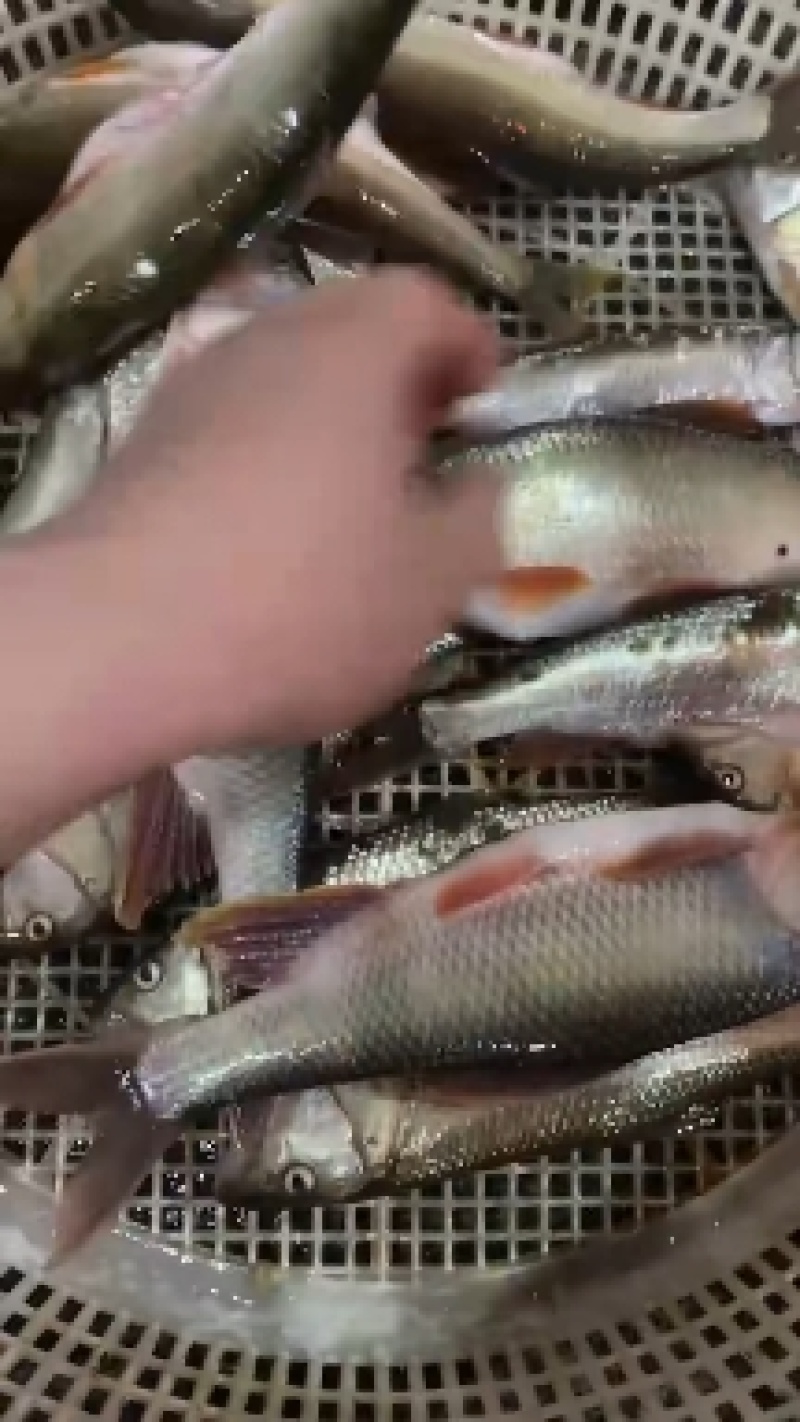 大嘴马口鱼