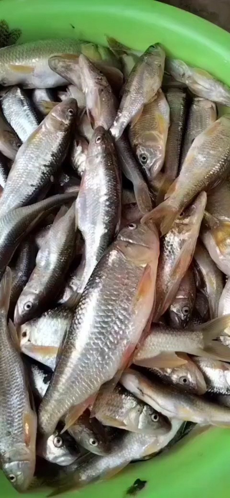 大嘴马口鱼