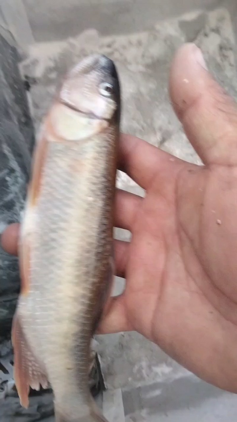 大嘴马口鱼