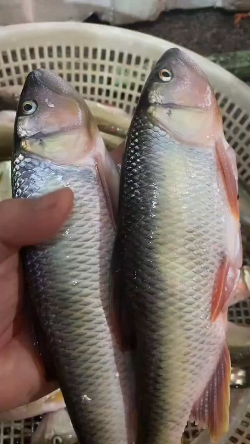 大嘴马口鱼