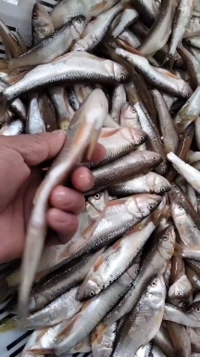 大嘴马口鱼