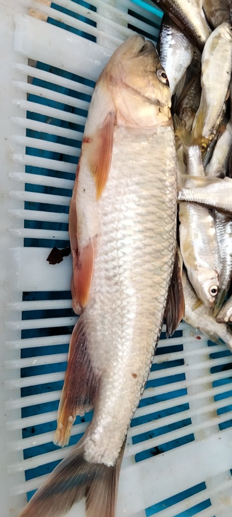 大嘴马口鱼