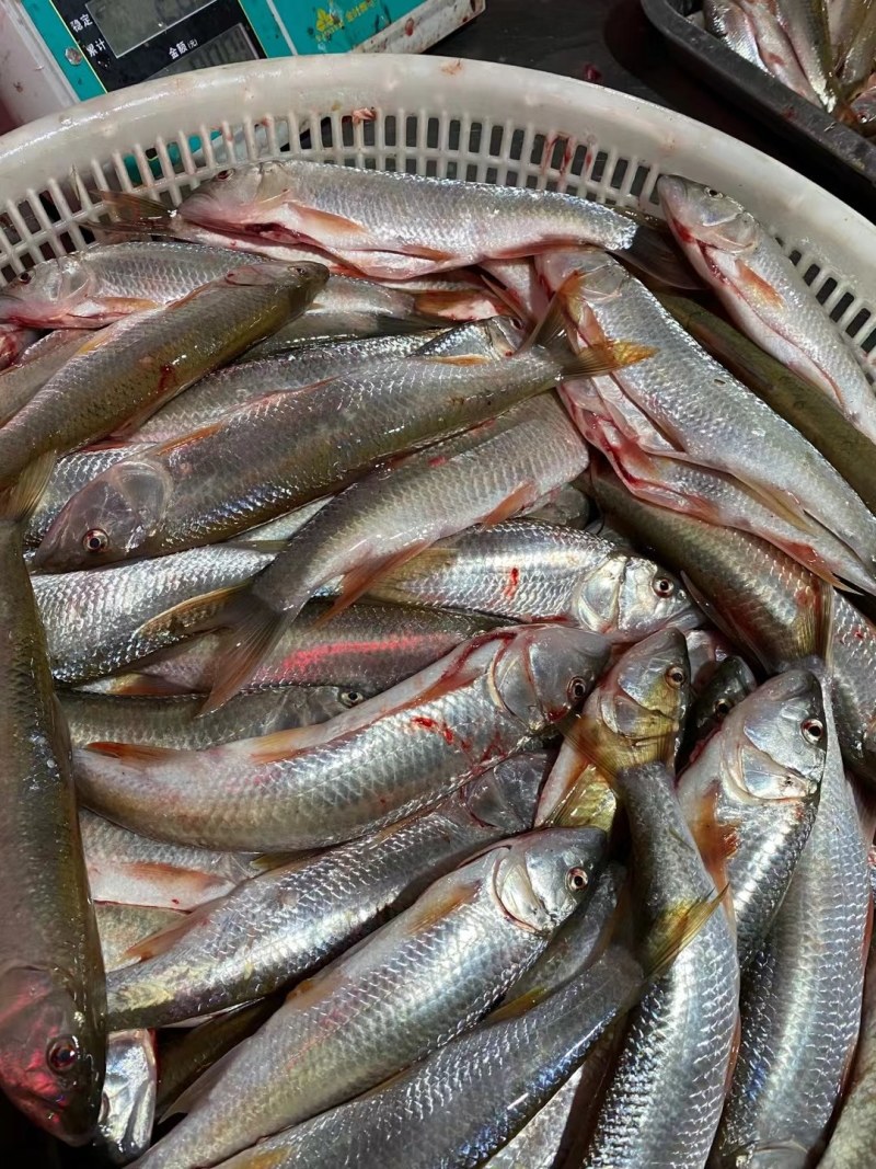 大嘴马口鱼