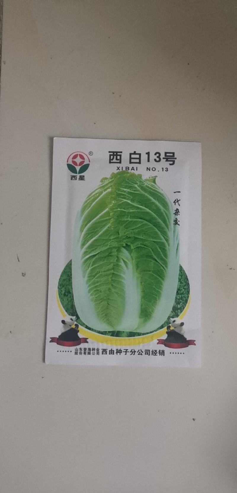 秋季耐寒白菜种子抗病强生长速度快矮桩炮弹形基地专用