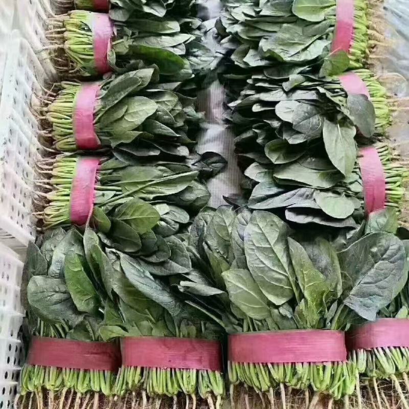 瓠子大量上市，另有多种蔬菜配车，需要联系