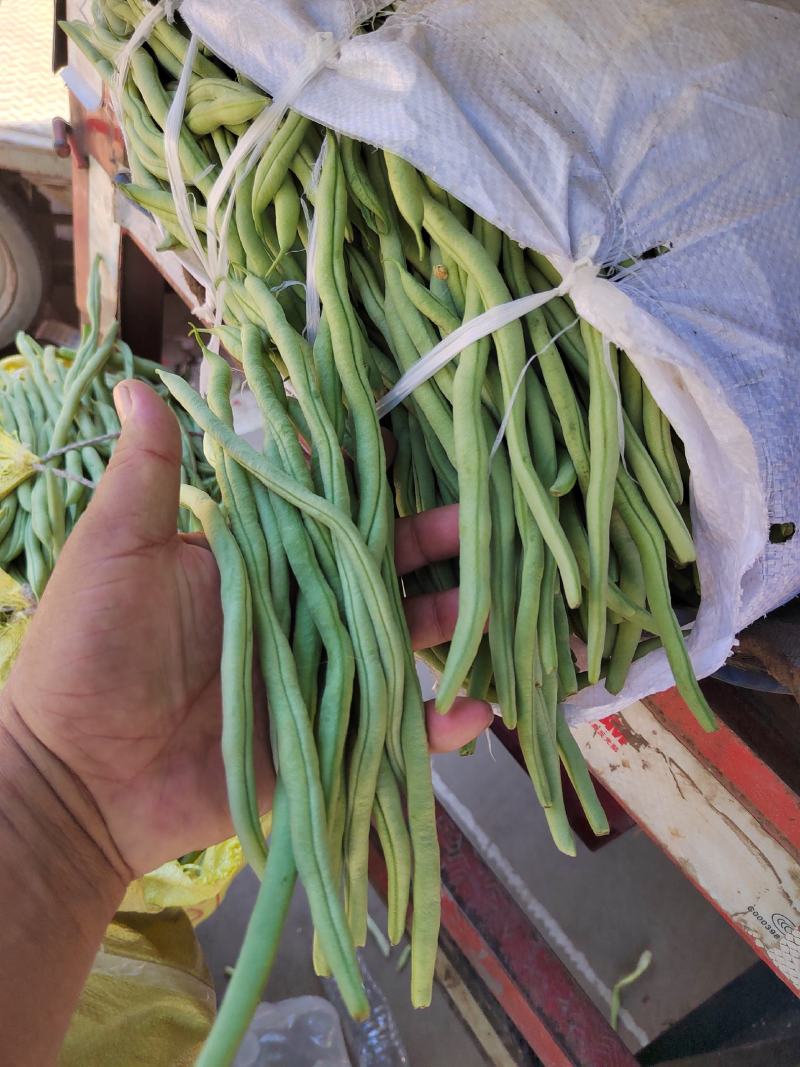 精品豆王豆角，颜色深绿，粗细均匀，保质保量欢迎咨询