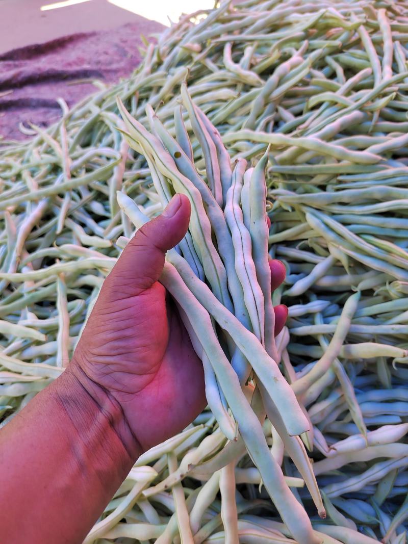 精品豆王豆角，颜色深绿，粗细均匀，保质保量欢迎咨询