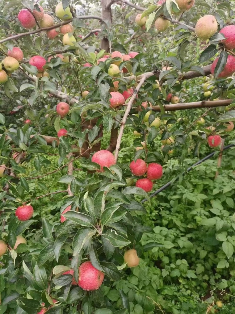 糖心苹果，甜脆无酸，味道鲜美，汁水多！