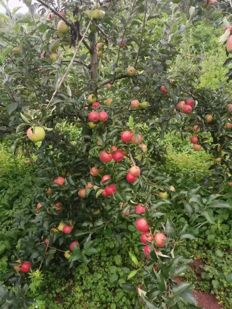 糖心苹果，甜脆无酸，味道鲜美，汁水多！