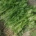 法国一皇后三芹菜苗采用新棚新茬口育苗，根系发达抗病能力强