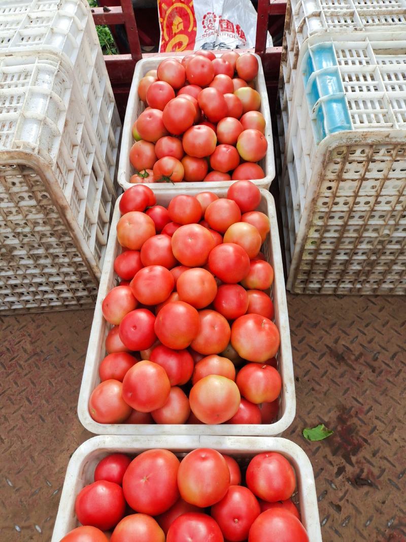 硬粉西红柿