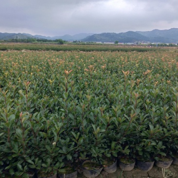 红叶石楠各种大小杯亩年产量1千多万坐标湖北广水