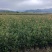 红叶石楠各种大小杯亩年产量1千多万坐标湖北广水