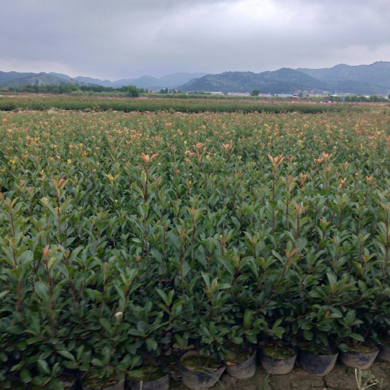 红叶石楠各种大小杯亩年产量1千多万坐标湖北广水