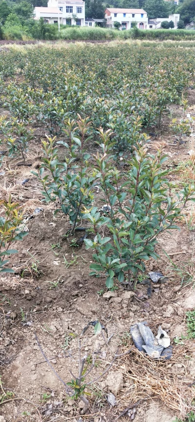 红叶石楠各种大小杯亩年产量1千多万坐标湖北广水