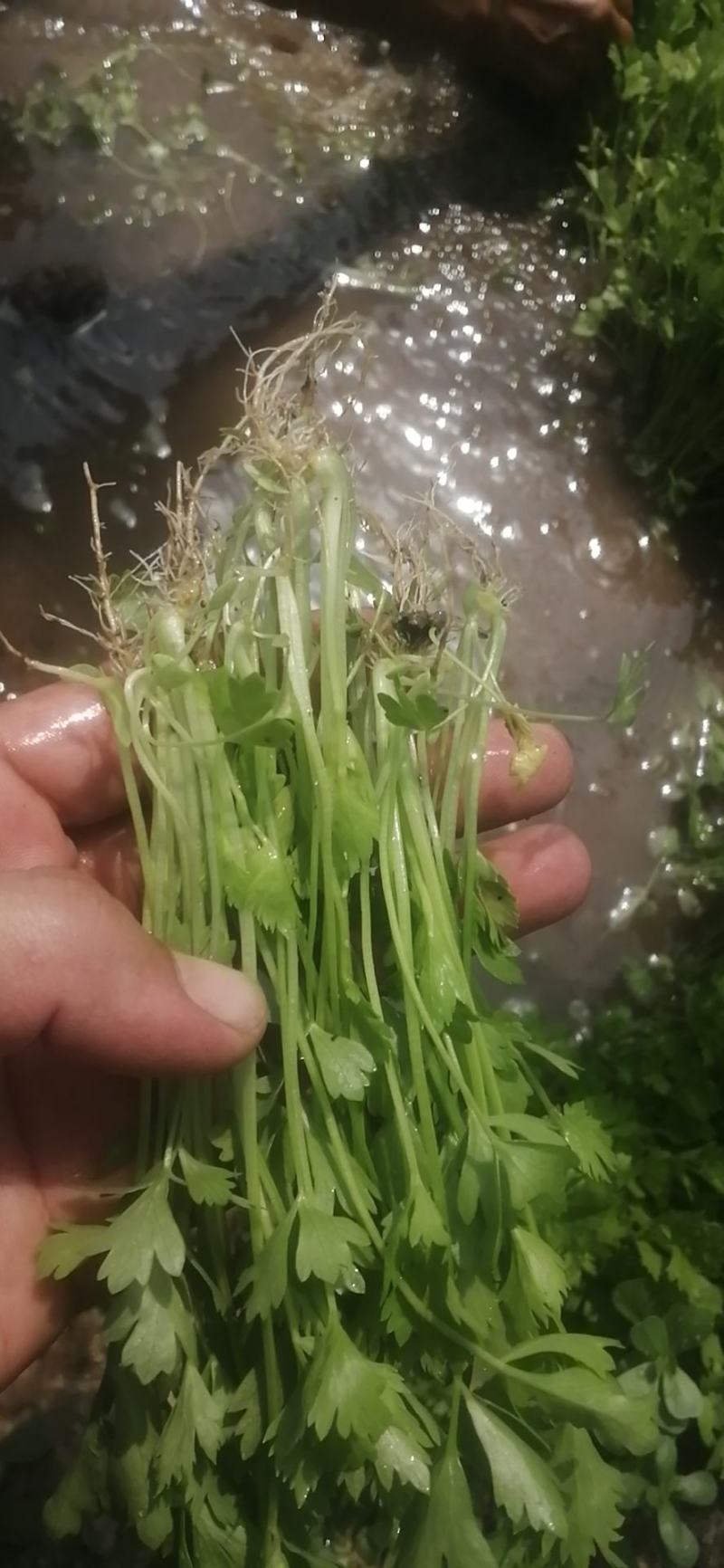 法国一皇后三芹菜苗采用新棚新茬口育苗，根系发达抗病能力强