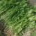 法国一皇后三芹菜苗采用新棚新茬口育苗，根系发达抗病能力强