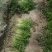 法国一皇后三芹菜苗采用新棚新茬口育苗，根系发达抗病能力强