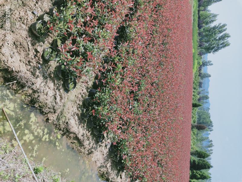 红叶石楠各种大小杯亩年产量1千多万坐标湖北广水