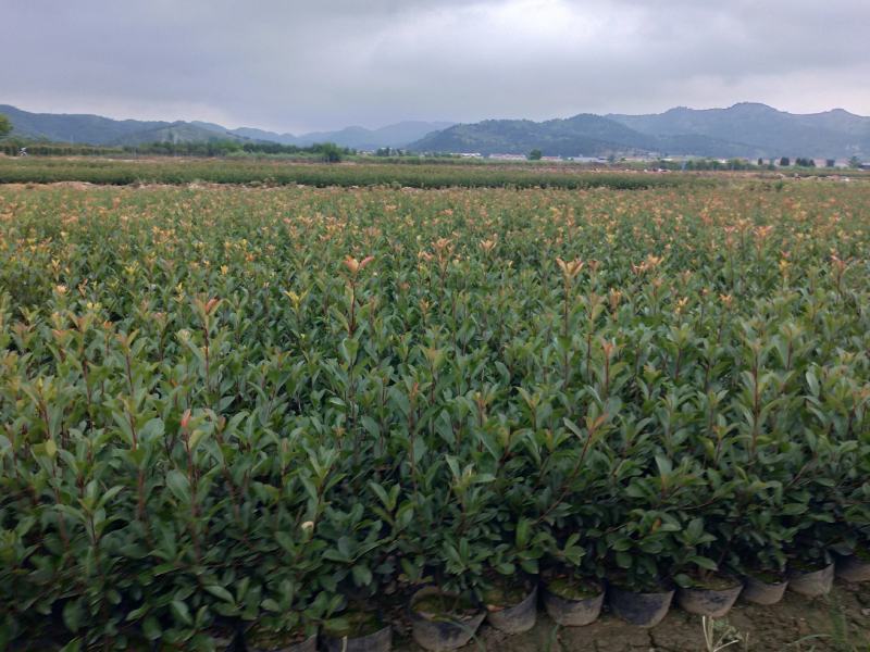 红叶石楠各种大小杯亩年产量1千多万坐标湖北广水
