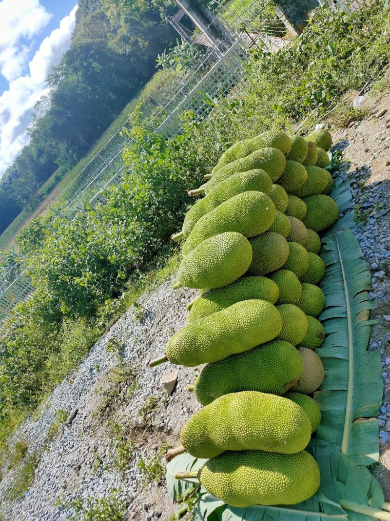 马来西亚1号