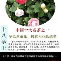 十八学士茶花盆栽一树多色是中国十大名茶之一