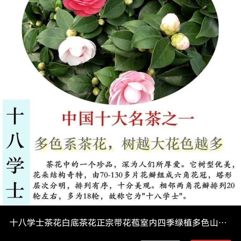 十八学士茶花盆栽一树多色是中国十大名茶之一福建龙岩