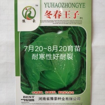 冬春子甘蓝种子越冬甘蓝种子球紧实中心柱短露地越冬2公斤