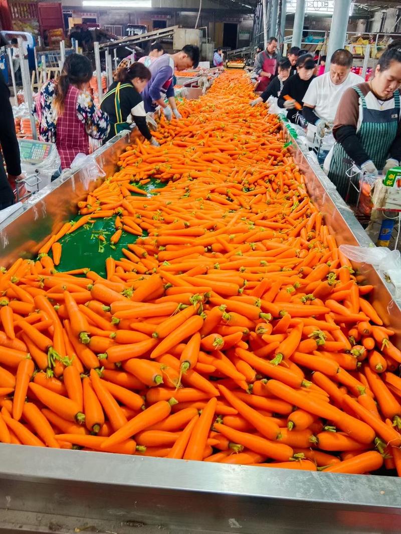 【精品】胡萝卜水洗土货可供超市电商市场等各种渠道