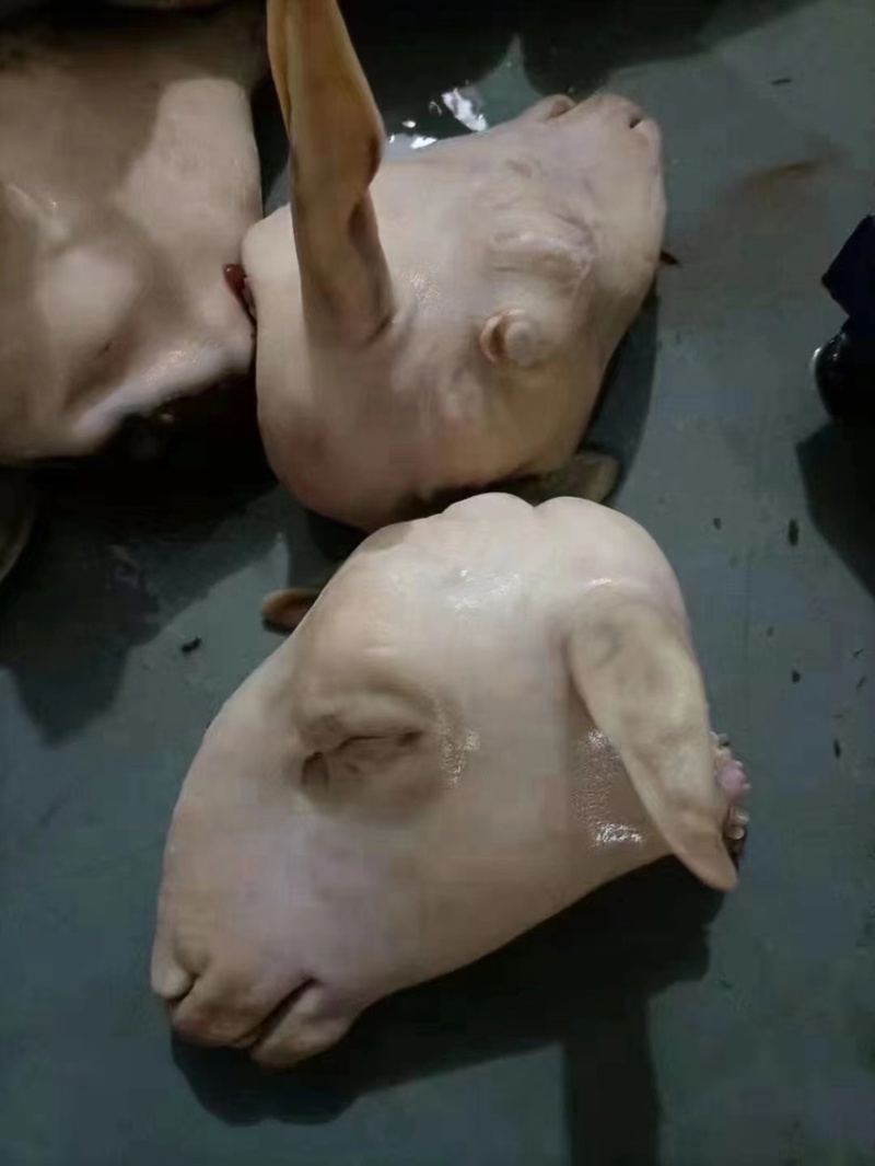 河南羊头，育肥优质清真羊净头，纯白头花头均有，一手货源