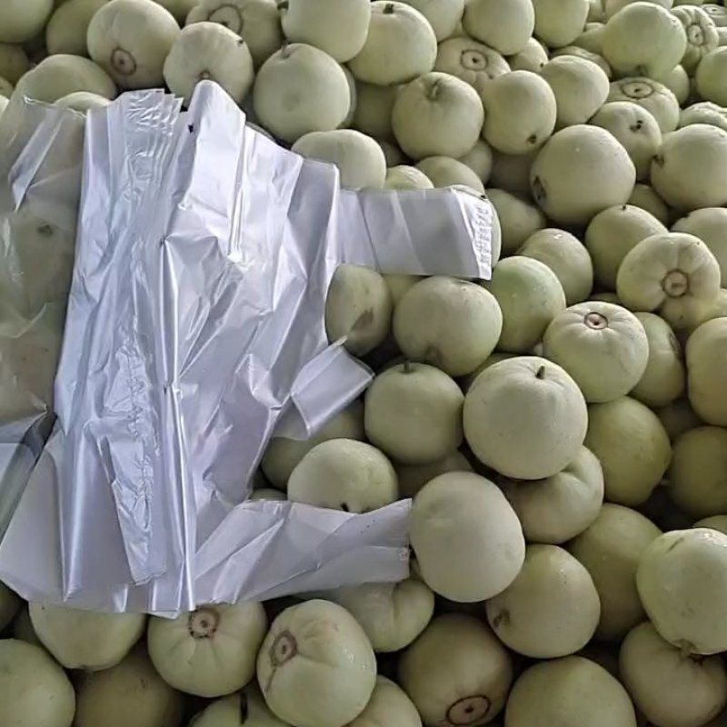 甜瓜