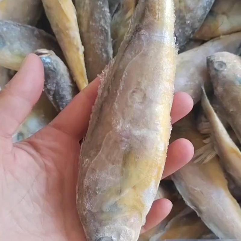 单冻小黄鱼，个头大，品质好，一斤7-8条，欢迎下单